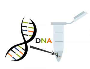 dna metoda